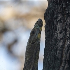 Varanus varius at Green Cape, NSW - suppressed