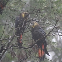 Calyptorhynchus lathami lathami (Glossy Black-Cockatoo) at Penrose, NSW - 29 Dec 2020 by GITM1