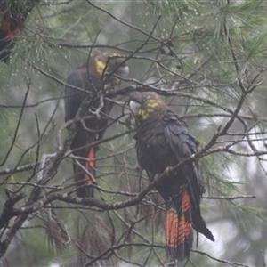 Calyptorhynchus lathami lathami at Penrose, NSW - suppressed