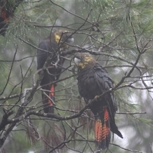 Calyptorhynchus lathami lathami at Penrose, NSW - 30 Dec 2020