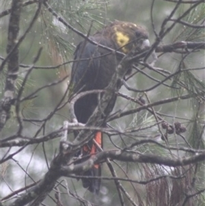 Calyptorhynchus lathami lathami at Penrose, NSW - 30 Dec 2020