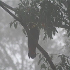 Calyptorhynchus lathami lathami at Penrose, NSW - suppressed
