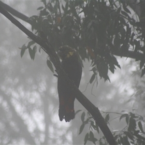 Calyptorhynchus lathami lathami at Penrose, NSW - suppressed