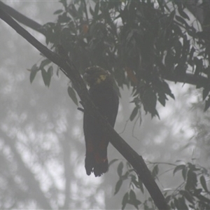 Calyptorhynchus lathami lathami at Penrose, NSW - 30 Dec 2020