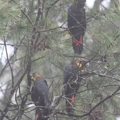 Calyptorhynchus lathami lathami at Penrose, NSW - suppressed