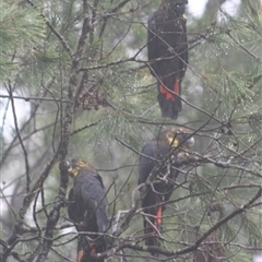 Calyptorhynchus lathami lathami at Penrose, NSW - 30 Dec 2020