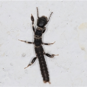 Metoligotoma sp. (genus) at Melba, ACT - 26 Dec 2024