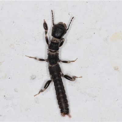 Metoligotoma sp. (genus) (Webspinner) at Melba, ACT - 26 Dec 2024 by kasiaaus