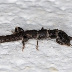 Metoligotoma sp. (genus) at Melba, ACT - 26 Dec 2024