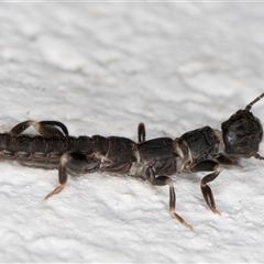 Metoligotoma sp. (genus) at Melba, ACT - 26 Dec 2024