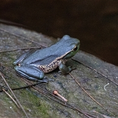 Litoria verreauxii verreauxii at Green Cape, NSW - 19 Oct 2022 by AlisonMilton