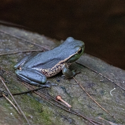 Litoria verreauxii verreauxii at Green Cape, NSW - 18 Oct 2022 by AlisonMilton