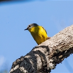 Eopsaltria australis (Eastern Yellow Robin) at Green Cape, NSW - 19 Oct 2022 by AlisonMilton