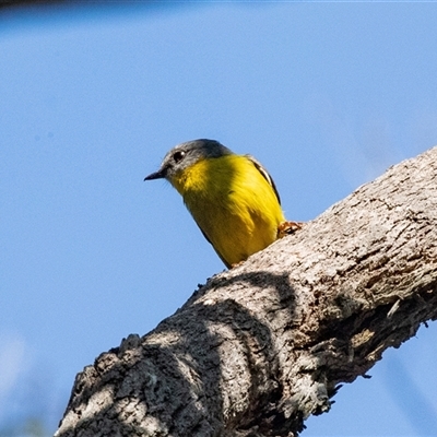 Eopsaltria australis (Eastern Yellow Robin) at Green Cape, NSW - 19 Oct 2022 by AlisonMilton