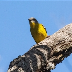 Eopsaltria australis at Green Cape, NSW - 19 Oct 2022 11:04 AM