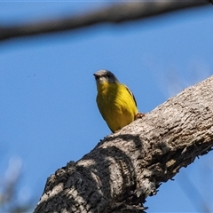 Eopsaltria australis at Green Cape, NSW - 19 Oct 2022 11:04 AM