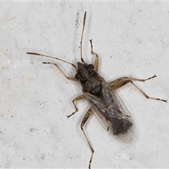 Nysius sp. (genus) (Seed bug) at Melba, ACT - 26 Dec 2024 by kasiaaus