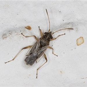 Nysius sp. (genus) at Melba, ACT - 26 Dec 2024