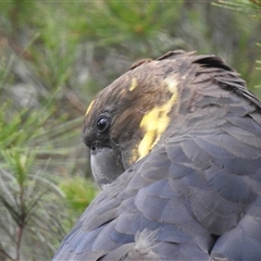 Calyptorhynchus lathami lathami (Glossy Black-Cockatoo) at Penrose, NSW - 31 Dec 2020 by GITM1