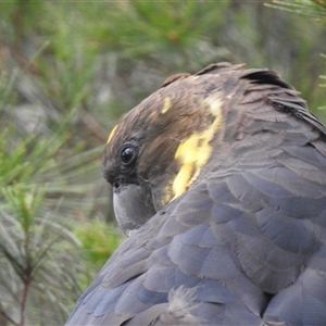 Calyptorhynchus lathami lathami at Penrose, NSW - 31 Dec 2020