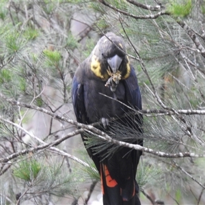 Calyptorhynchus lathami lathami at Penrose, NSW - 31 Dec 2020