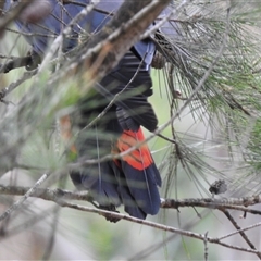 Calyptorhynchus lathami lathami at Penrose, NSW - suppressed