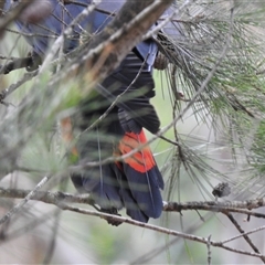 Calyptorhynchus lathami lathami at Penrose, NSW - 31 Dec 2020