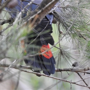 Calyptorhynchus lathami lathami at Penrose, NSW - suppressed
