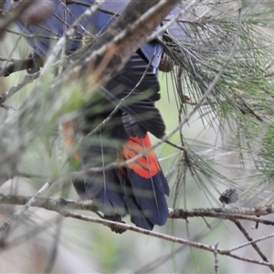 Calyptorhynchus lathami lathami at Penrose, NSW - 31 Dec 2020