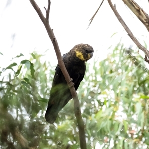 Calyptorhynchus lathami lathami at Penrose, NSW - 31 Dec 2020