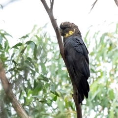 Calyptorhynchus lathami lathami at Penrose, NSW - suppressed
