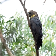 Calyptorhynchus lathami lathami at Penrose, NSW - 31 Dec 2020