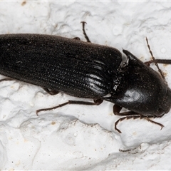 Monocrepidus sp. (genus) (Click beetle) at Melba, ACT - 26 Dec 2024 by kasiaaus