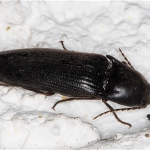 Monocrepidus sp. (genus) at Melba, ACT - 26 Dec 2024