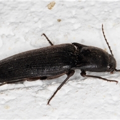 Monocrepidus sp. (genus) at Melba, ACT - 26 Dec 2024