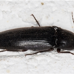 Monocrepidus sp. (genus) at Melba, ACT - 26 Dec 2024