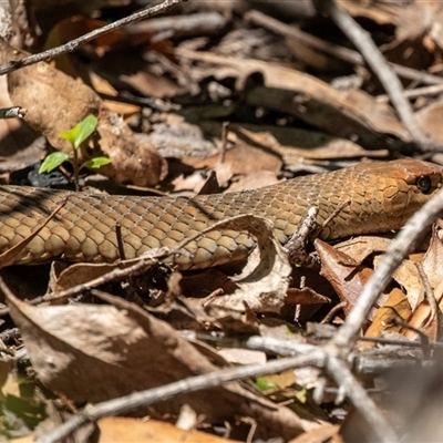 Pseudonaja textilis at Green Cape, NSW - 19 Oct 2022 by AlisonMilton