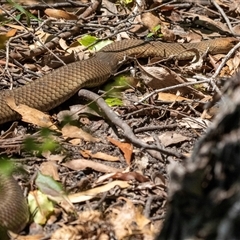 Pseudonaja textilis at Green Cape, NSW - 19 Oct 2022 12:33 PM