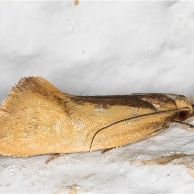 Thema brevivitella (A Concealer moth (Chezala Group)) at Melba, ACT - 26 Dec 2024 by kasiaaus