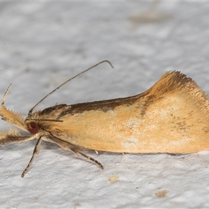 Thema brevivitella at Melba, ACT - 26 Dec 2024 10:37 PM