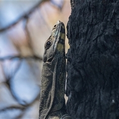 Varanus varius (Lace Monitor) at Green Cape, NSW - 19 Oct 2022 by AlisonMilton