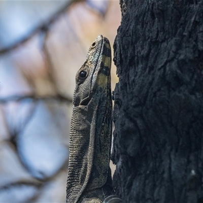 Varanus varius at Green Cape, NSW - 19 Oct 2022 by AlisonMilton