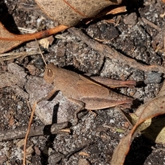 Unidentified Grasshopper (several families) at Green Cape, NSW - 19 Oct 2022 by AlisonMilton