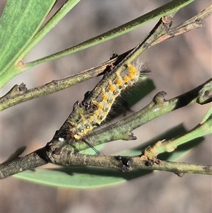 Acyphas semiochrea at Bungendore, NSW - 29 Dec 2024