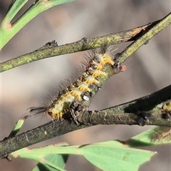 Acyphas semiochrea at Bungendore, NSW - 29 Dec 2024