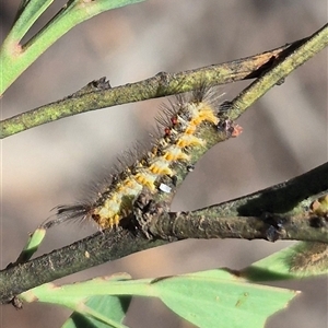 Acyphas semiochrea at Bungendore, NSW - 29 Dec 2024 02:58 PM