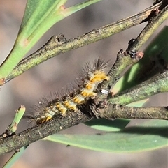 Acyphas semiochrea at Bungendore, NSW - 29 Dec 2024