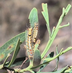 Acyphas semiochrea at Bungendore, NSW - 29 Dec 2024