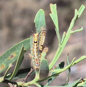 Acyphas semiochrea at Bungendore, NSW - 29 Dec 2024