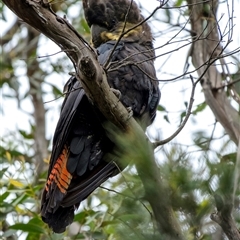 Calyptorhynchus lathami lathami (Glossy Black-Cockatoo) at Penrose, NSW - 31 Dec 2020 by GITM1